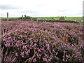 Heather near Tranmire