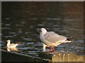 TQ6039 : Gull at Dunorlan Lake by Oast House Archive