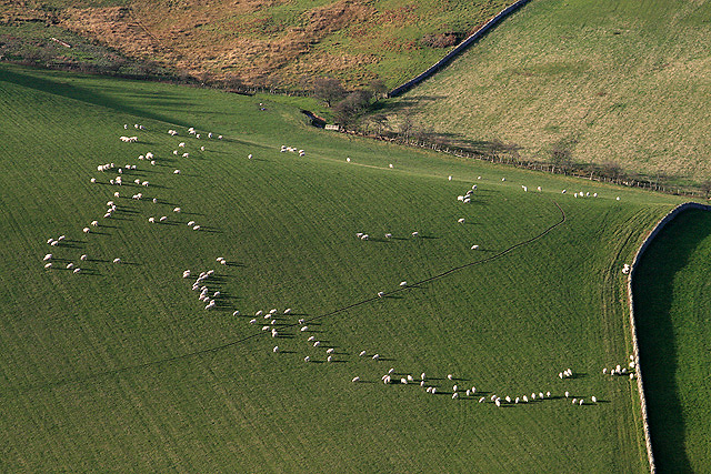 Grazing Sheep At The Folly Hope © Walter Baxter Cc By Sa20 Geograph Britain And Ireland