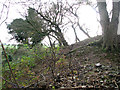 Trees on the edge of disused gravel pits, Hempton