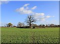 Tree by the footpath