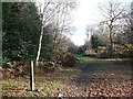 Path and bridleway junction in Limpsfield Common