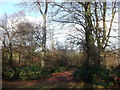 Path in Limpsfield Common