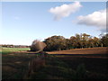 Footpath to Loampit Wood