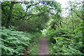 Sussex Border Path through Bracken