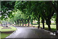 Line of trees, Cannon Hill Park