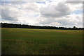 Field by the A11