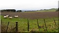 NT0295 : Sheep, Hallcroft by Richard Webb
