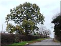 Large tree, The Avenue, Newsam Green