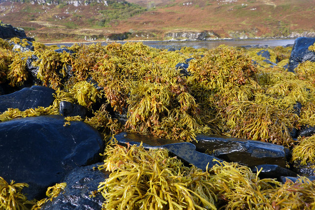 Seaweed on the rocky foreshore, Diubaig
