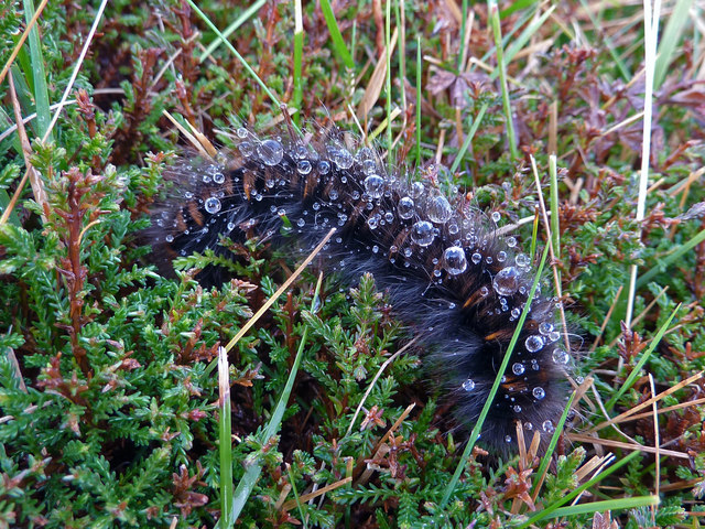 An unidentified hairy caterpillar, Greshornish