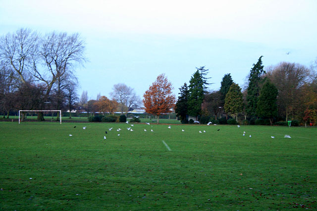 Black-headed gulls on a West Park football field