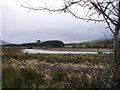 Llyn Traeth-bach