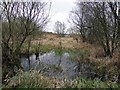 Marshy ground, Toome