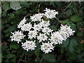 Hogweed (Heracleum sphondylium )