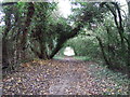 Footpath through trees