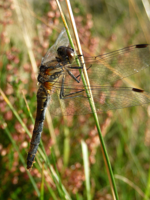 Dragonfly near Whitewell, Rothiemurchus