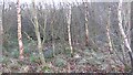 NT5668 : Marshy woodland, Danskine by Richard Webb