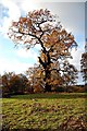 Oak Tree, Weald Country Park