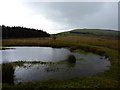 Pool in a field on Cefn yr Hen-dir