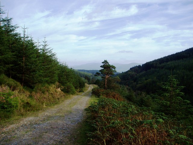 Track in Glengarra Woods, Galty Mountains