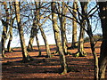 Woodland near Wet Wood