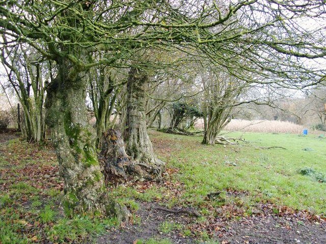 Veteran trees near Monkton Farm