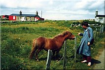 HP6312 : Friendly Unst pony by Tiger