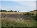 Oil seed rape off Westley Bottom Road