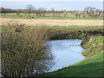 SE5157 : River Nidd, Moor Monkton by JThomas