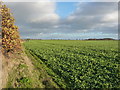 Farmland and a hedgerow beside the lane to Meeson