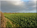 Farmland at Harebutt Bank