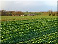 Farmland, Croft-on-Tees