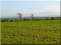 Pasture,  South Cowton