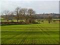 Farmland, East Cowton