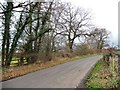 Winter trees along Booth Bed Lane