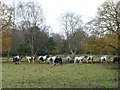 Horses grazing west of Booth Bed Lane