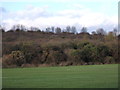 The Coney Banks from Barnfield Avenue, Chatham