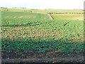 Crop field on the east side of South Dale