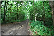 SU8329 : Sussex Border Path off Millard Lane by N Chadwick