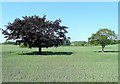 Parkland trees in arable