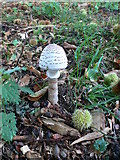 SJ3165 : Mushroom in Hawarden Castle Park by Eirian Evans