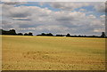 Wheat field near Junction 7, M11