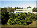 Christmas trees for sale at Elvedon Estate