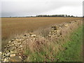 View towards Toll Bar Plantation