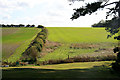 Hedge and field near Waters Down Farm