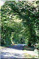 Wooded lane at Clatford Oakcuts