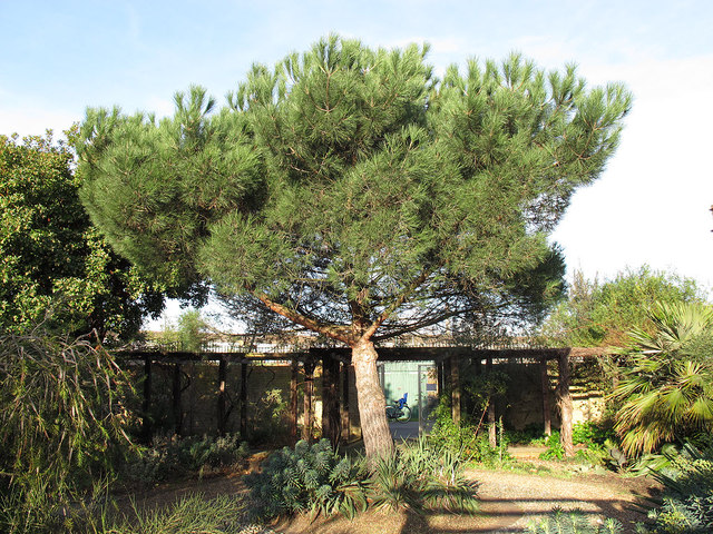 Chumleigh Gardens: pine tree