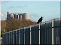 Bird on fence