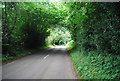 An tunnel of trees